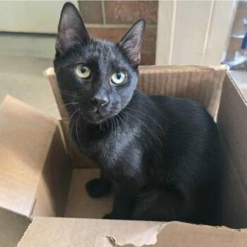 Rescue Domestic Short Hair Cats for Adoption in Warr Acres, Oklahoma - Tag | PetCurious