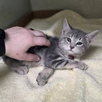 Edna -  Domestic Short Hair Cat for Adoption in Westland, Michigan - Edna | PetCurious