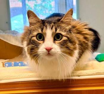 Crystal -  Domestic Medium Hair and Domestic Short Hair Cat for Adoption in Fairfax, Virginia - Crystal | PetCurious