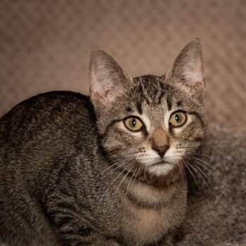 Toby -  Domestic Short Hair Cat for Adoption in Santa Fe, Texas - Toby | PetCurious