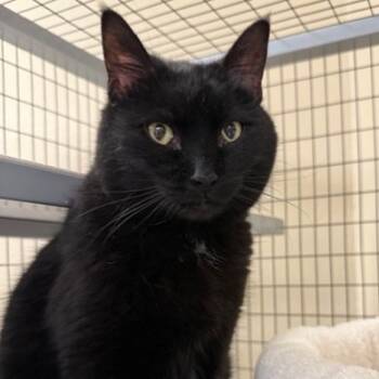 Rescue Domestic Short Hair Cats for Adoption in Medford, Oregon - Edna | PetCurious