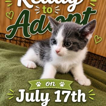 Domestic Medium Hair Cats Available for Adoption in Delta, Alabama - Beau | PetCurious
