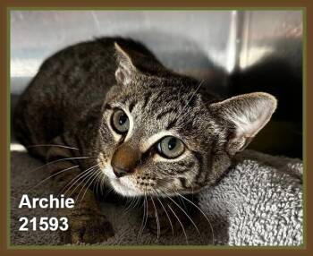 ARCHIE (see also ANNIE) -  Domestic Short Hair and Tabby Cat for Adoption in Marietta, Georgia - ARCHIE (see Also ANNIE) | PetCurious