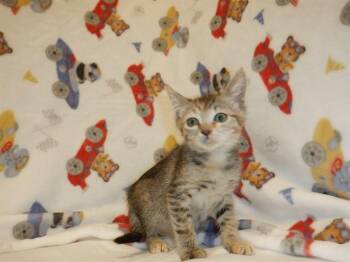 TABITHA -  Domestic Short Hair Cat for Adoption in San Jose, California - TABITHA | PetCurious
