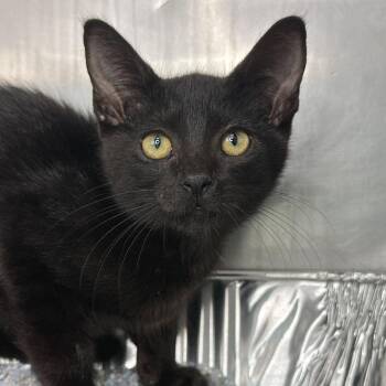 Sleek Zeke -  Domestic Short Hair Cat for Adoption in Matteson, Illinois - Sleek Zeke | PetCurious