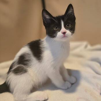 Oreo -  Domestic Short Hair Cat Available for Adoption in Talent, Oregon - Oreo | PetCurious