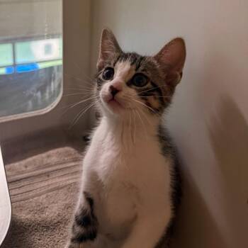 Coat of Many Colors -  Domestic Short Hair Cat for Adoption in South Burlington, Vermont - Coat Of Many Colors | PetCurious