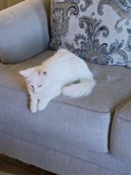 Tomasina -  Domestic Long Hair Cat for Adoption in Thatcher, Arizona - Tomasina | PetCurious