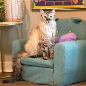 Pearl -  Siamese and Domestic Long Hair Cat for Adoption in Friendswood, Texas - Pearl | PetCurious
