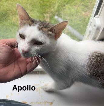 Apollo -  Domestic Short Hair Cat for Adoption in The Woodlands, Texas - Apollo | PetCurious