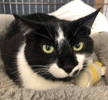 Rescue Domestic Short Hair Cats for Adoption in Parma, Ohio - Swad | PetCurious
