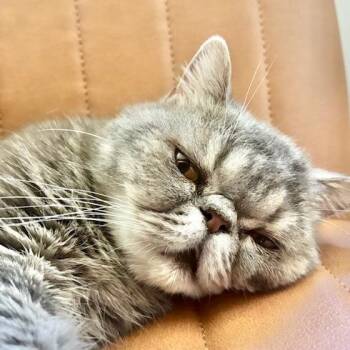 Domestic Short Hair Cats Available for Adoption - Agatha Christie | PetCurious