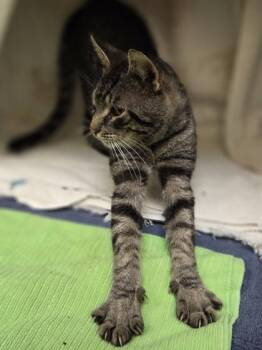 Rum Tum Tugger -  Domestic Short Hair Cat for Adoption in Westland, Michigan - Rum Tum Tugger | PetCurious