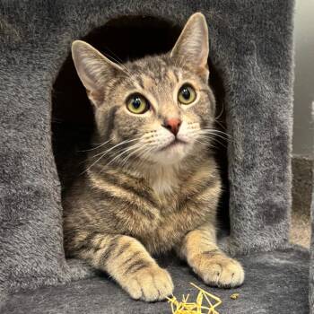 Matzo -  Domestic Short Hair Cat Available for Adoption in Naperville, Illinois - Matzo | PetCurious