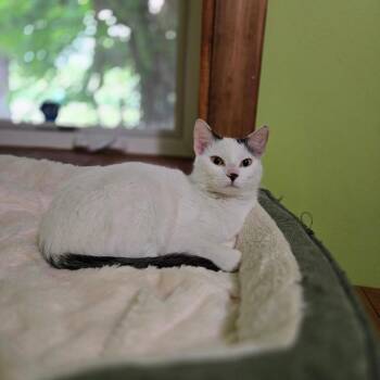 Virginia -  Domestic Short Hair Cat for Adoption in Grand Rapids, Minnesota - Virginia | PetCurious