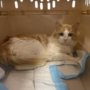 Domestic Short Hair Cats Available for Adoption in West Palm Beach, Florida - Mandrake | PetCurious