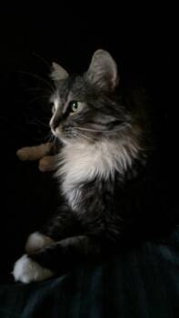 Rescue Domestic Medium Hair Cats for Adoption in Glendale, Arizona - Spirit | PetCurious