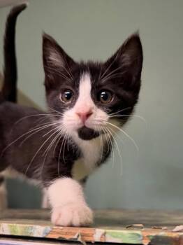 Wyatt -  Domestic Short Hair Cat for Adoption in Amery, Wisconsin - Wyatt | PetCurious