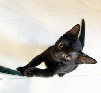 Nugget -  Domestic Short Hair Cat for Adoption in Lake Monroe, Florida - Nugget | PetCurious