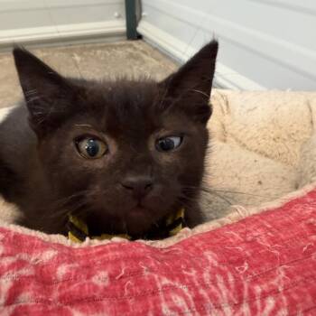 20260717-B1 Figaro/Potato -  Domestic Medium Hair Cat for Adoption in Chehalis, Washington - 20260717-B1 Figaro/Potato | PetCurious