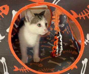Domestic Short Hair Cats Available for Adoption - CONSTANCE | PetCurious