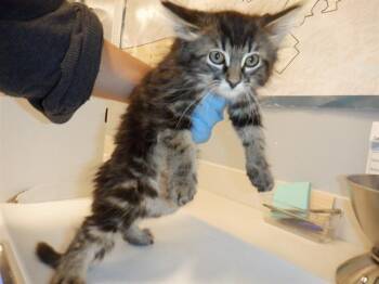 A1408413 -  Domestic Long Hair Cat for Adoption in San Jose, California - A1408413 | PetCurious