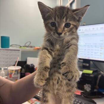 Treetop -  Domestic Short Hair Cat for Adoption in Greensboro, North Carolina - Treetop | PetCurious
