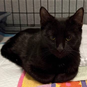 Minor -  Domestic Short Hair Cat for Adoption in Trenton, New Jersey - Minor | PetCurious