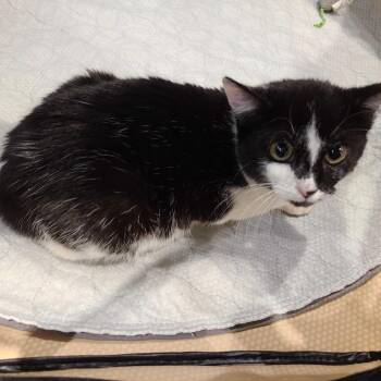 Domestic Short Hair Cats Available for Adoption - Half-Pint | PetCurious