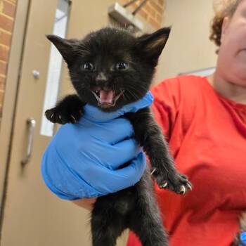 Emerson -  Domestic Short Hair Cat for Adoption in Birmingham, Alabama - Emerson | PetCurious