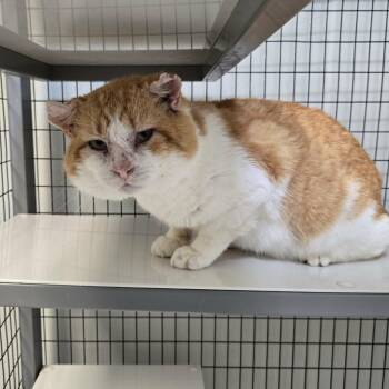 Domestic Short Hair Cats Available for Adoption - Q*bert | PetCurious