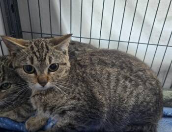 Domestic Short Hair Cats Available for Adoption - Pebble | PetCurious