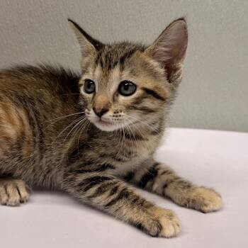 Domestic Short Hair Cats Available for Adoption in Tampa, Florida - Kim | PetCurious