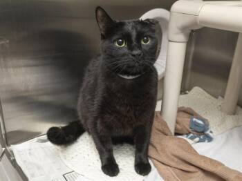 ONYX -  Domestic Short Hair Cat for Adoption in Phoenix, Arizona - ONYX | PetCurious