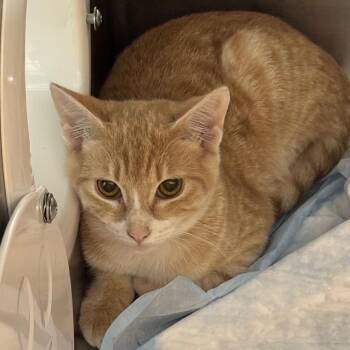 Cabbage -  Domestic Short Hair Cat for Adoption in West Palm Beach, Florida - Cabbage | PetCurious