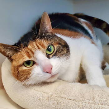 Rescue Domestic Short Hair Cats for Adoption in Oakland, California - Pebbles | PetCurious