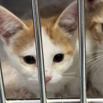 Domestic Short Hair Cats Available for Adoption - Midget | PetCurious