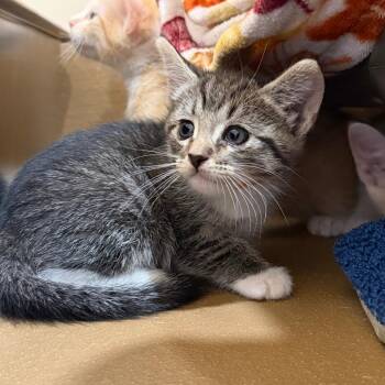 Domestic Short Hair Cats Available for Adoption in Agoura Hills, California - Berry | PetCurious