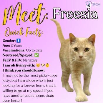 Freesia -  Tiger Cat for Adoption in Fulton, New York - Freesia | PetCurious