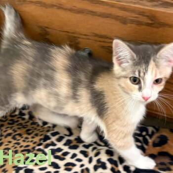 Hazel -  Domestic Short Hair Cat for Adoption in Bentonville, Arkansas - Hazel | PetCurious