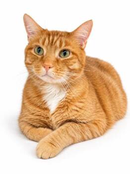 Big Cheese is about to be your bff - at 18lbs he is the ultimate -  Tabby Cat for Adoption in Bedford Hills, New York - Big Cheese Is About To Be Your Bff - At 18lbs He Is The Ultimate | PetCurious
