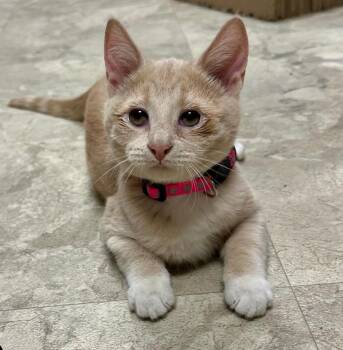 Domestic Short Hair Cats Available for Adoption in Statesboro, Georgia - Cupcake | PetCurious