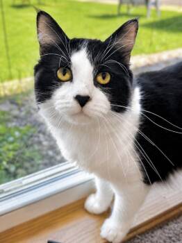 Swain -  Domestic Medium Hair Cat for Adoption in Menomonie, Wisconsin - Swain | PetCurious