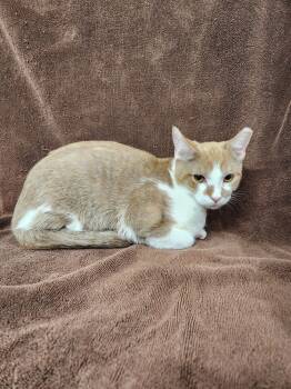 Rescue Domestic Short Hair Cats for Adoption in Westfield, Wisconsin - Huxley | PetCurious