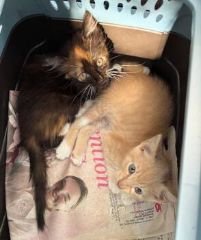 Dingo -  Domestic Short Hair Cat for Adoption in Wilmington, North Carolina - Dingo | PetCurious