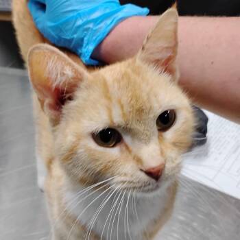 Domestic Short Hair Cats Available for Adoption in Summerville, South Carolina - Gertrude | PetCurious