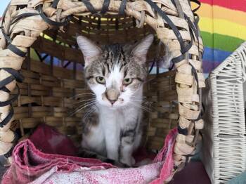Domestic Short Hair Cats Available for Adoption - Rosemary | PetCurious