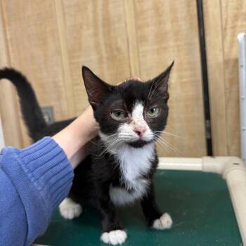 Domestic Short Hair Cats Available for Adoption - Cheeto | PetCurious