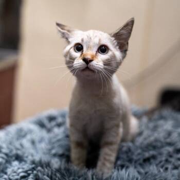 Bonejangles -  Domestic Short Hair Cat Available for Adoption in Gainesville, Georgia - Bonejangles | PetCurious