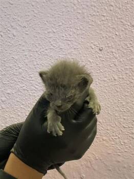 Domestic Short Hair Cats Available for Adoption in El Paso, Texas - 60870574 | PetCurious